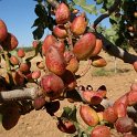 Fruto de pistacho. Variedad Kerman